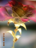 Image de lilianedeboos